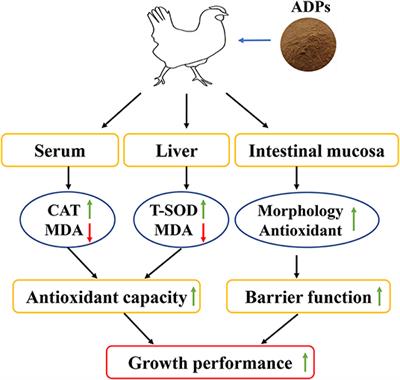 Algae-Derived Polysaccharides Promote Growth Performance by Improving Antioxidant Capacity and Intestinal Barrier Function in Broiler Chickens